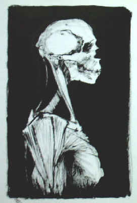 anatomie buste