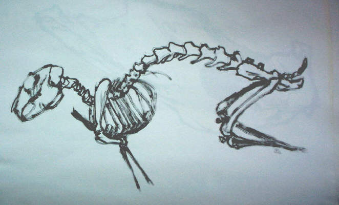 anatomie lapin