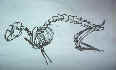 squelette de lapin, encre