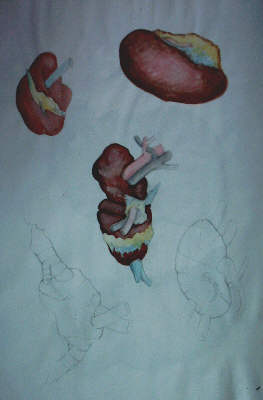 anatomie imaginaire