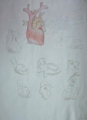 aquarelle coeur