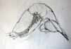 carapace de homard