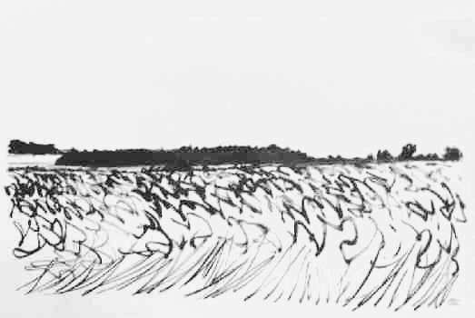 paysage
