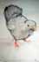 pigeon