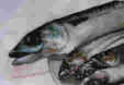 autoportraits dans une assiette