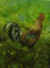 coq bankiva