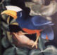 Oiseaux des îles