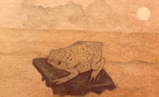 crapaud