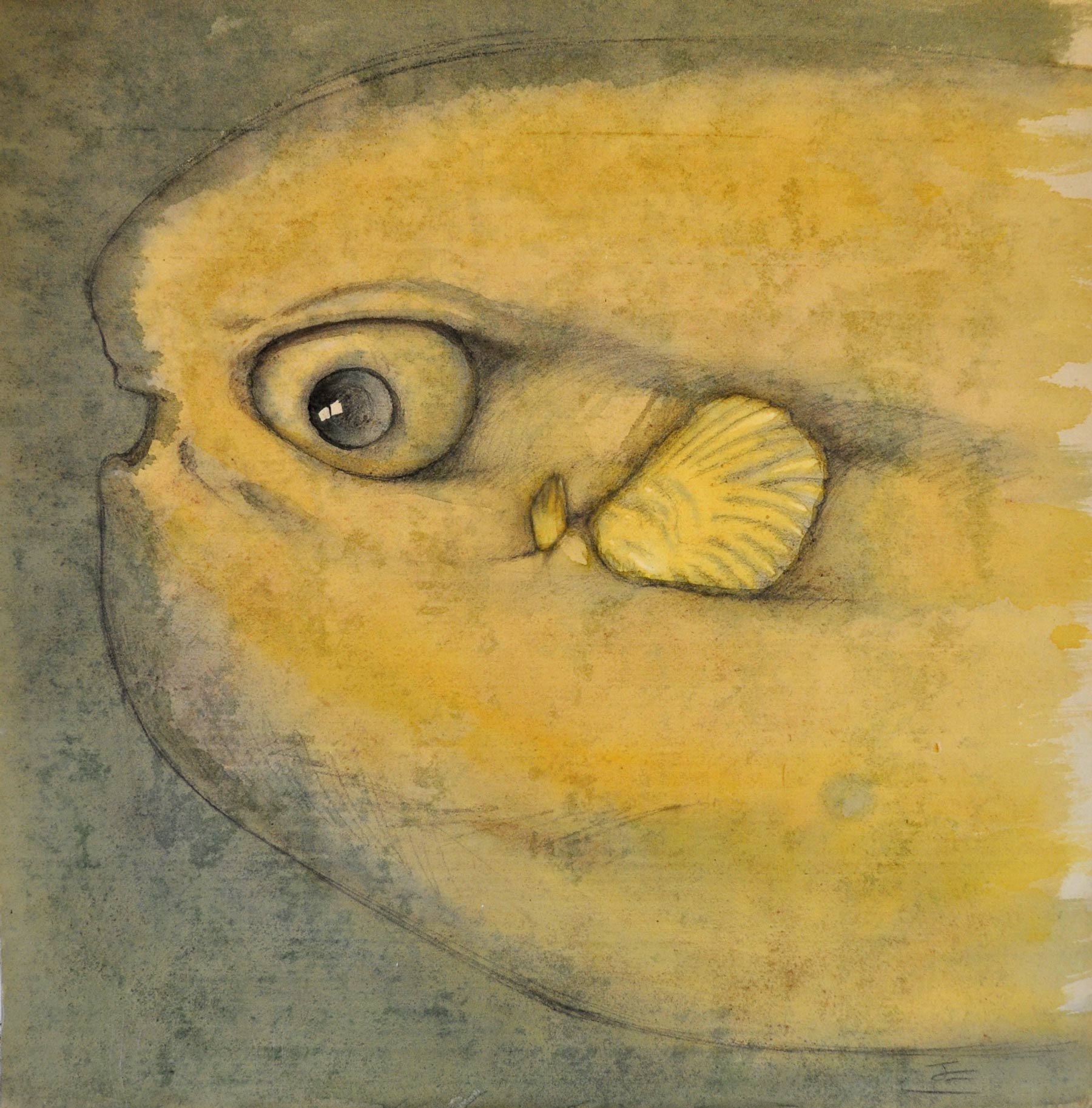 La tête d'un poisson-lune.