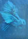 oiseau bleu