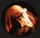 un chien de Saint-Sauvy